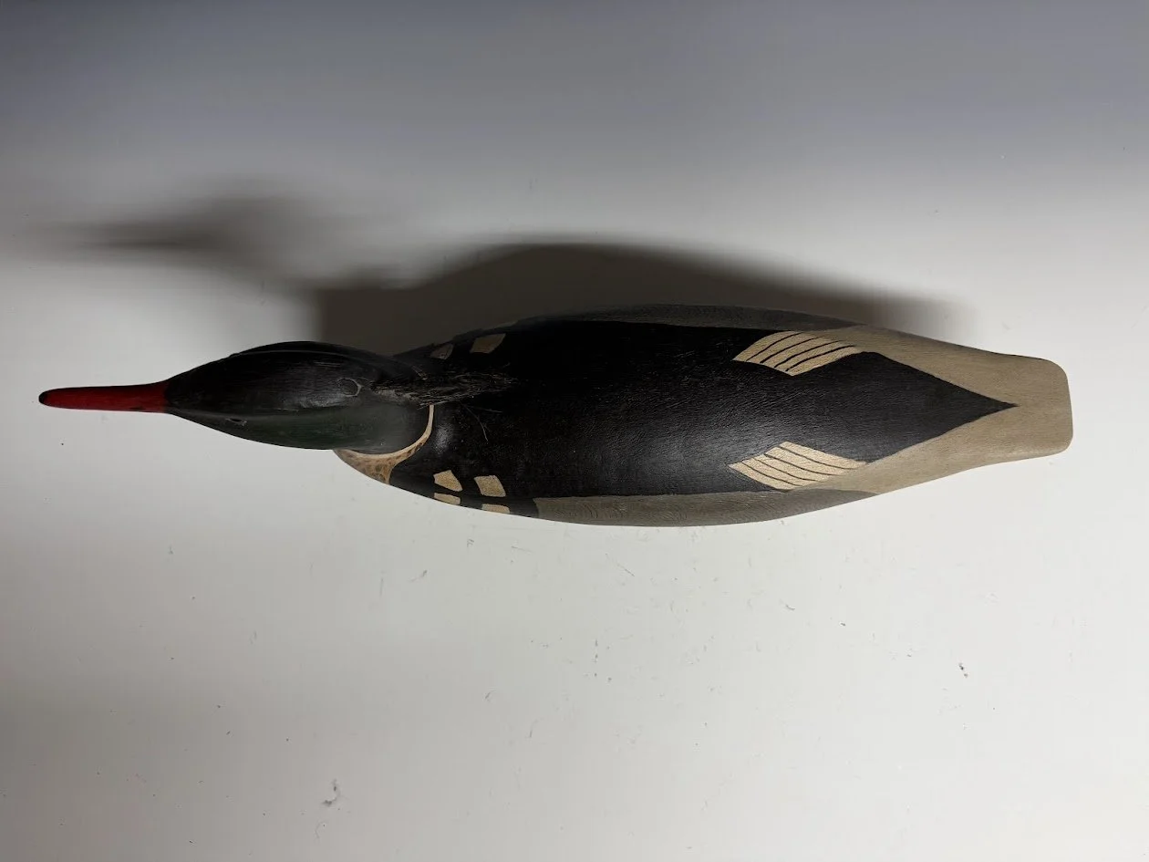 6_9_26_BuckleyMerganser3.jpg
