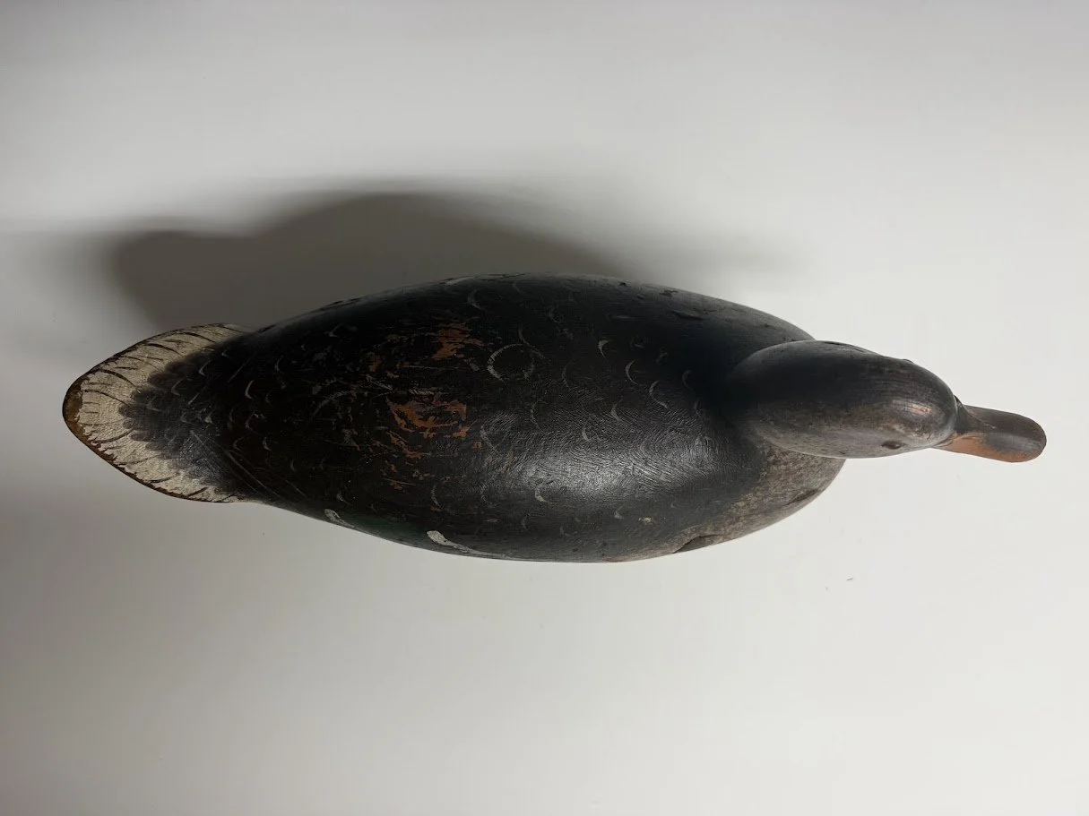 8_28_26_MasonPremierMallard3.jpg