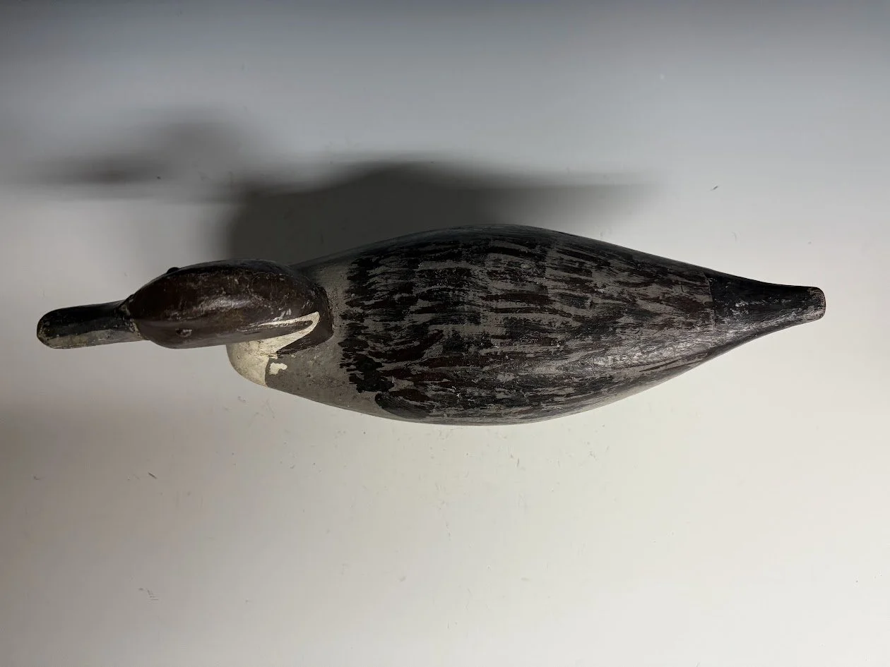 7_20_25_CAPintail3.jpg