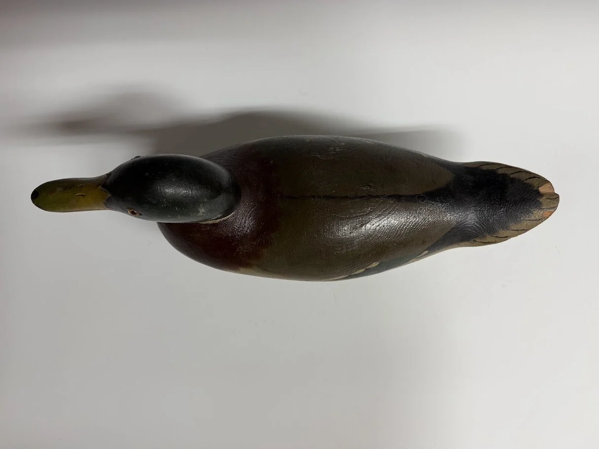 8_25_26_MasonChMallard3.jpg