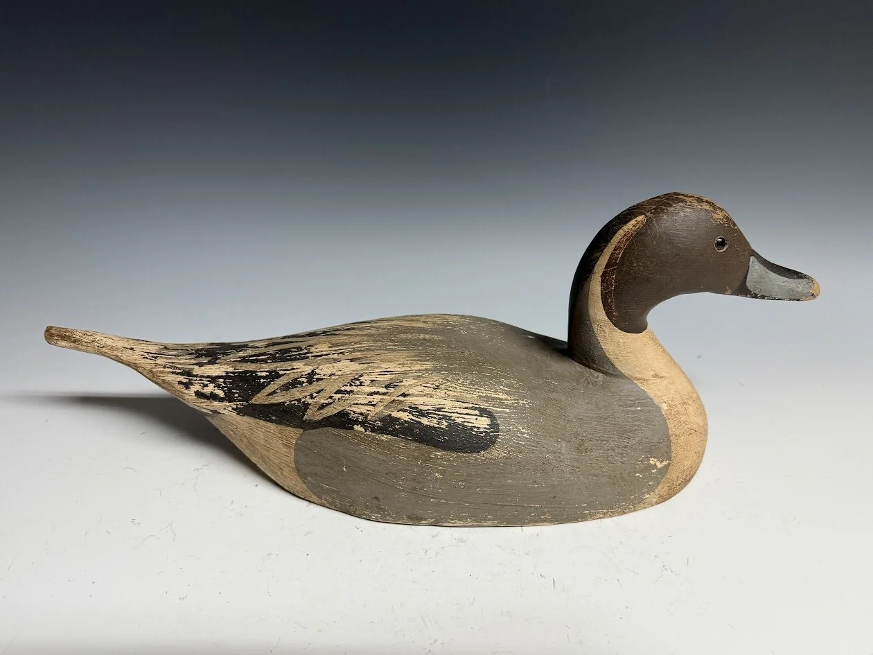 7_25_25_UKNpintail2.jpg