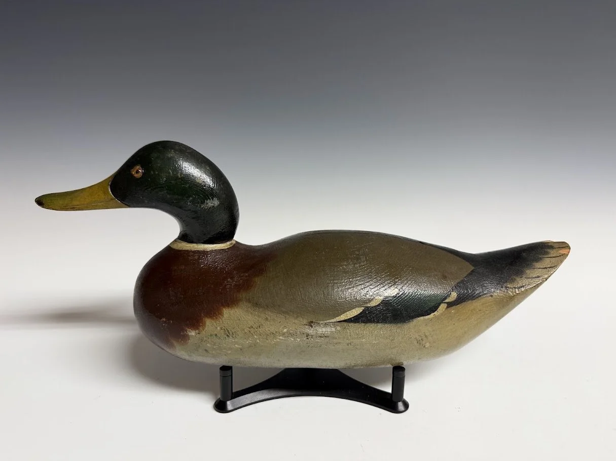 8_25_26_MasonChMallard2.jpg