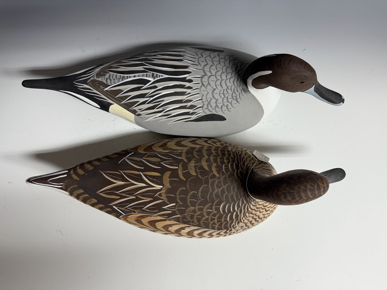 7_8_25_FowlersPointPintailPair3.jpg
