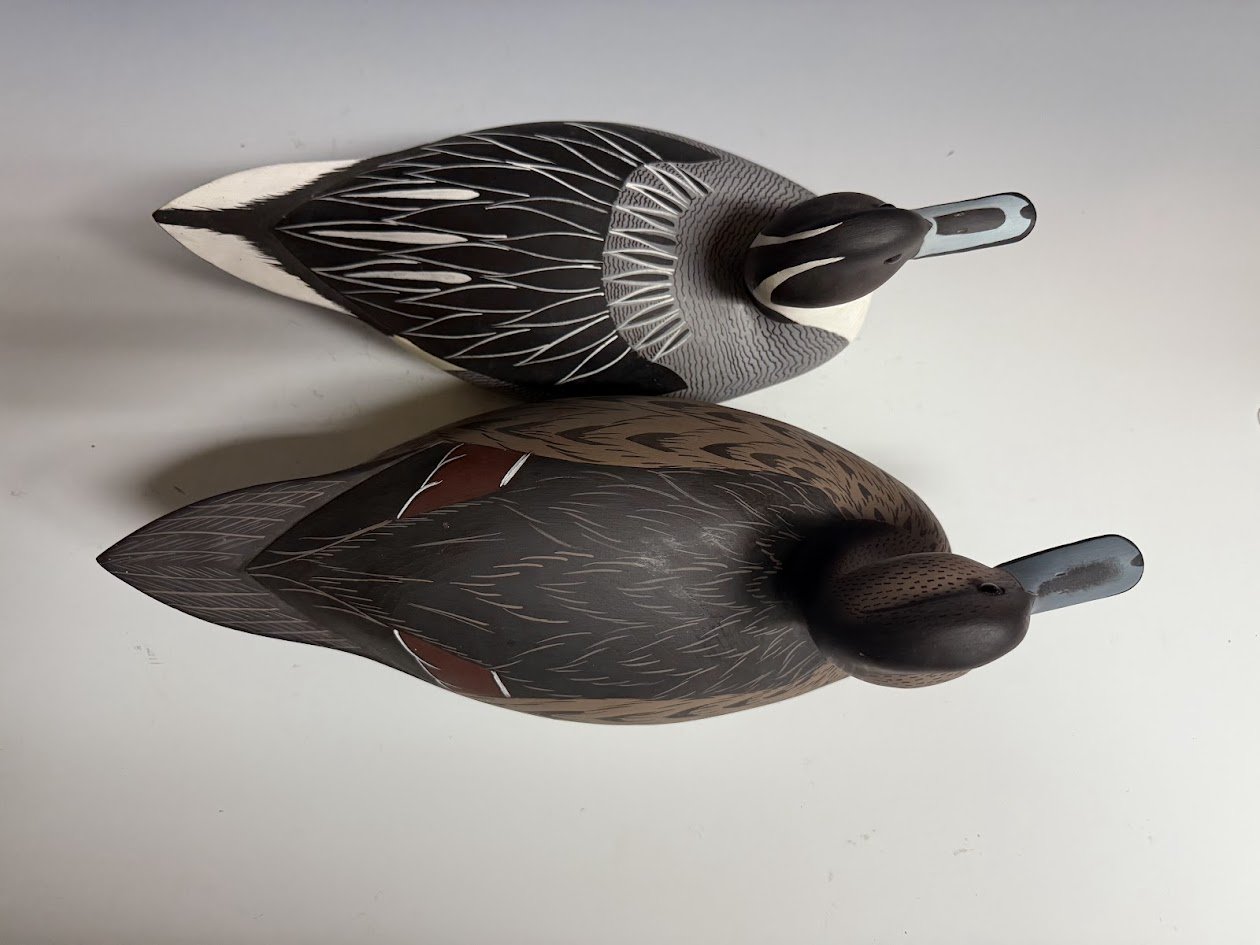 7_18_25_AllsoppPintails3.jpg