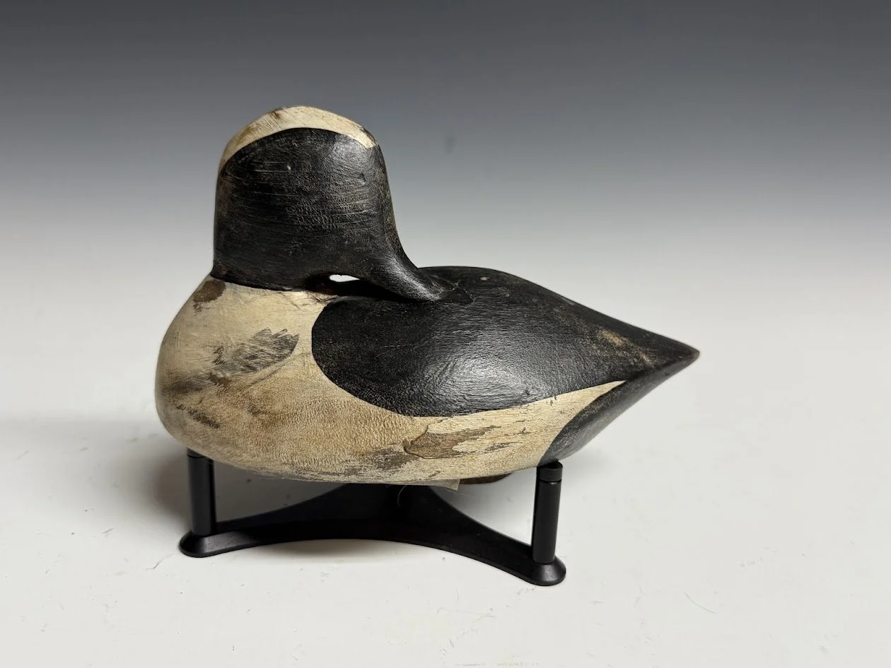 6_29_26_UKNbufflehead1.jpg