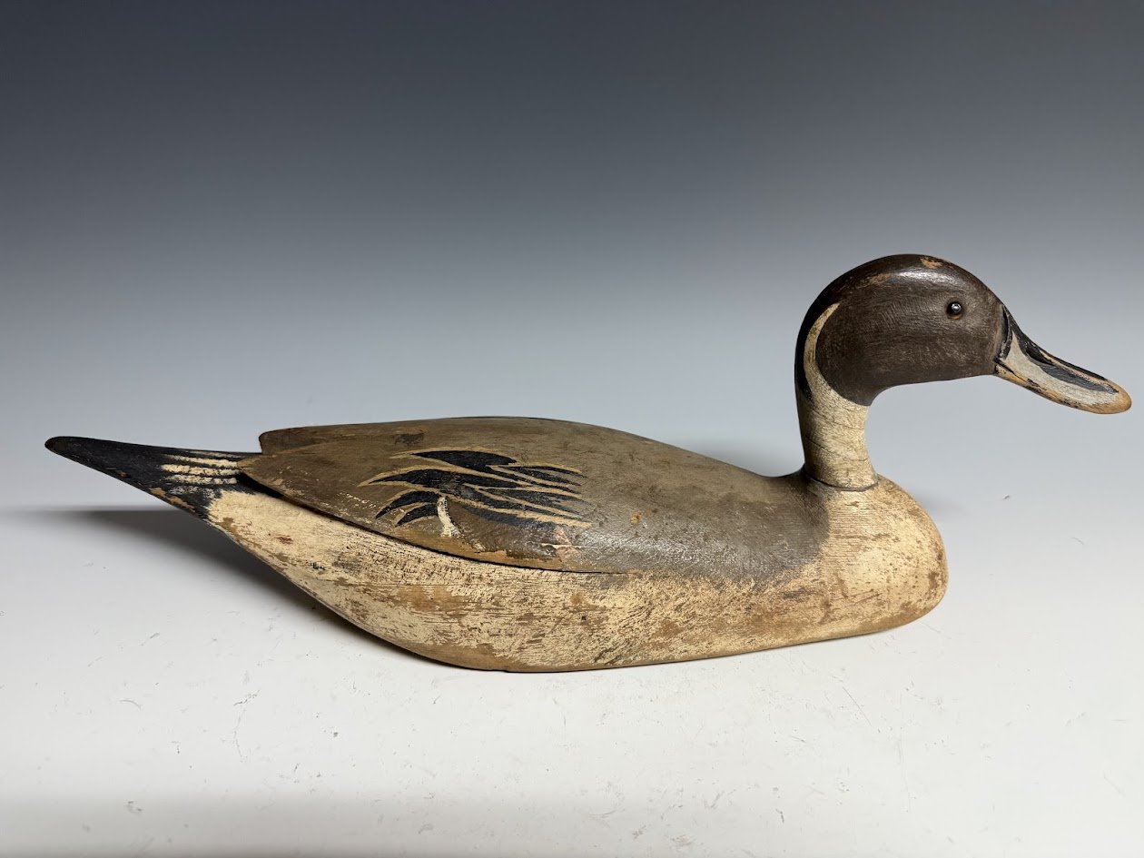 5_25_25_CrandallPintail1.jpg