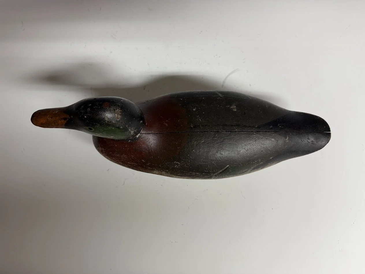 6_8_26_MasonMallard3.jpg