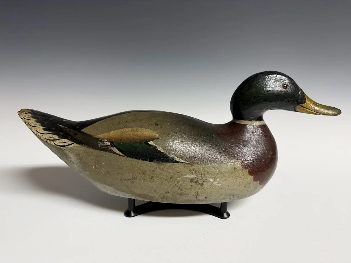 8_25_26_MasonPrMallard1.jpg