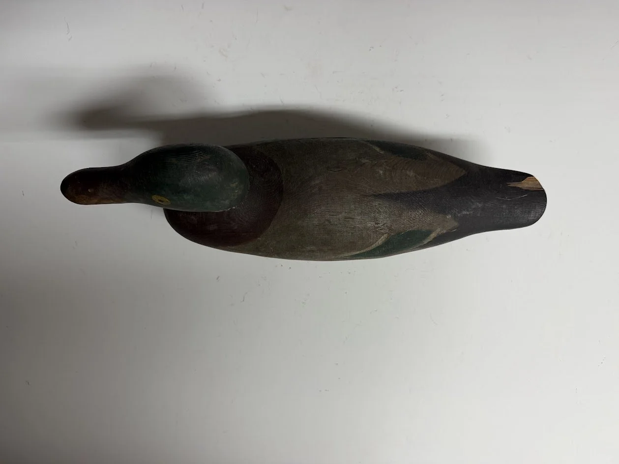5_19_26_MasonMallardTwo_3.jpg