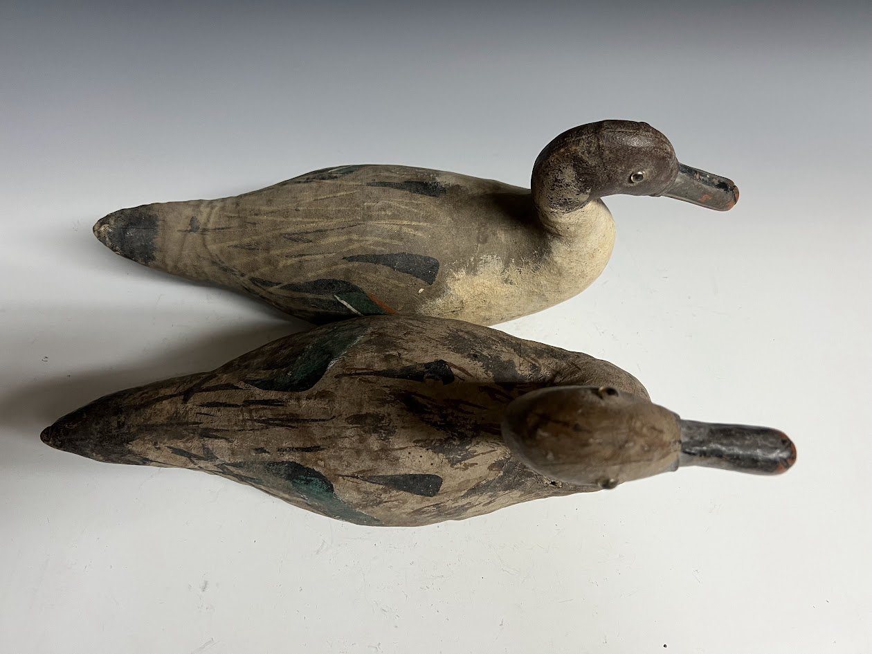 8_13_24_ScottPintails3.jpg