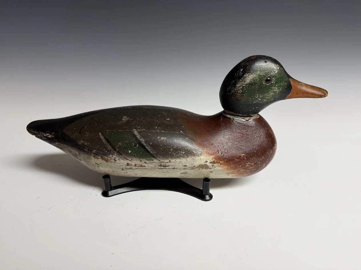 6_8_26_MasonMallard1.jpg