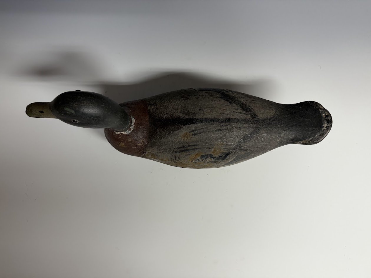 1_26_25_SenickMallard3.jpg