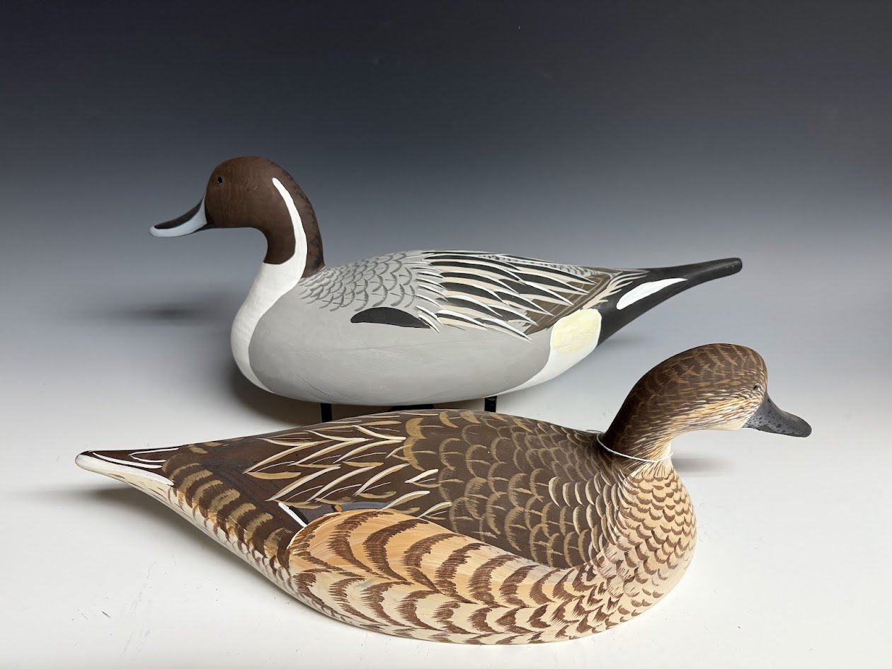 7_8_25_FowlersPointPintailPair2.jpg