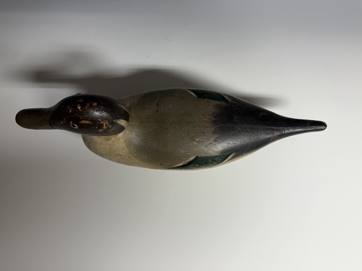 1_24_25_MasonPintail3.jpg