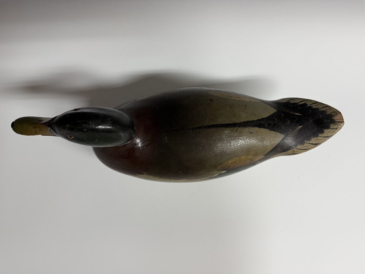 8_25_26_MasonPrMallard3.jpg