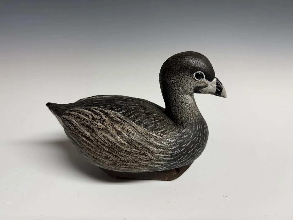 9_2_26_BerryGrebe1.jpg