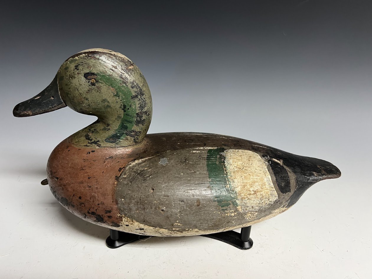 8_7_24_CAWigeon2.jpg