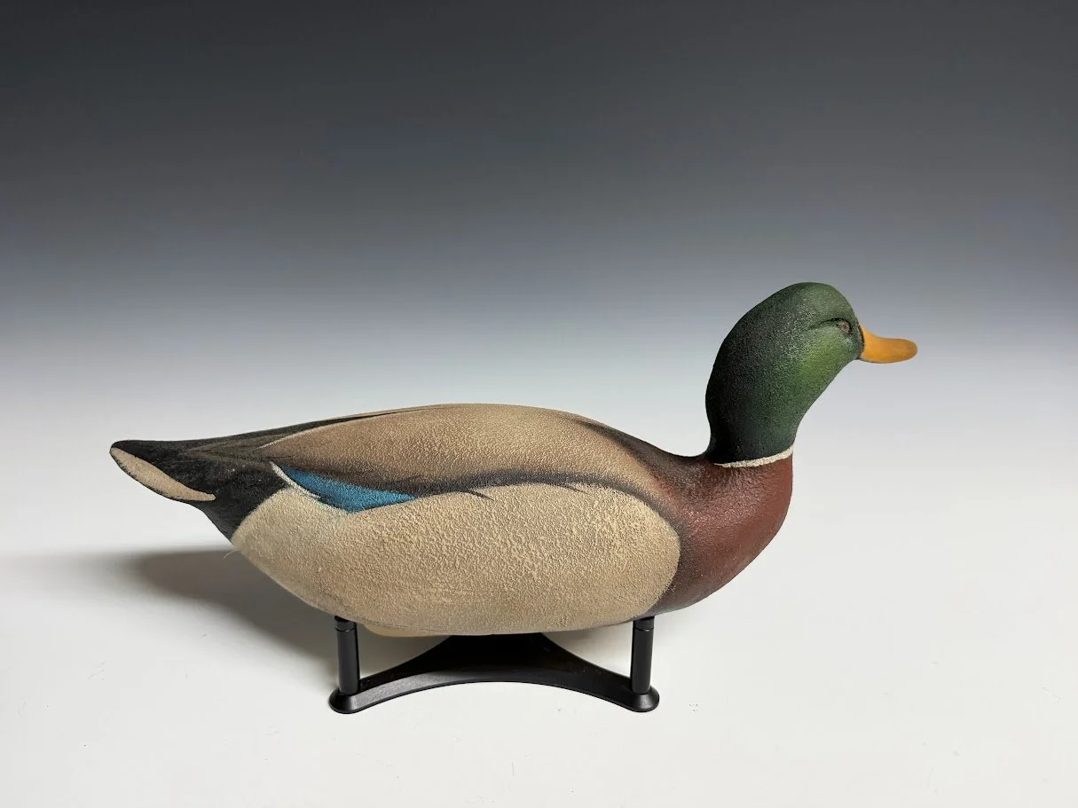 8_28_26_RDMallard2.jpg
