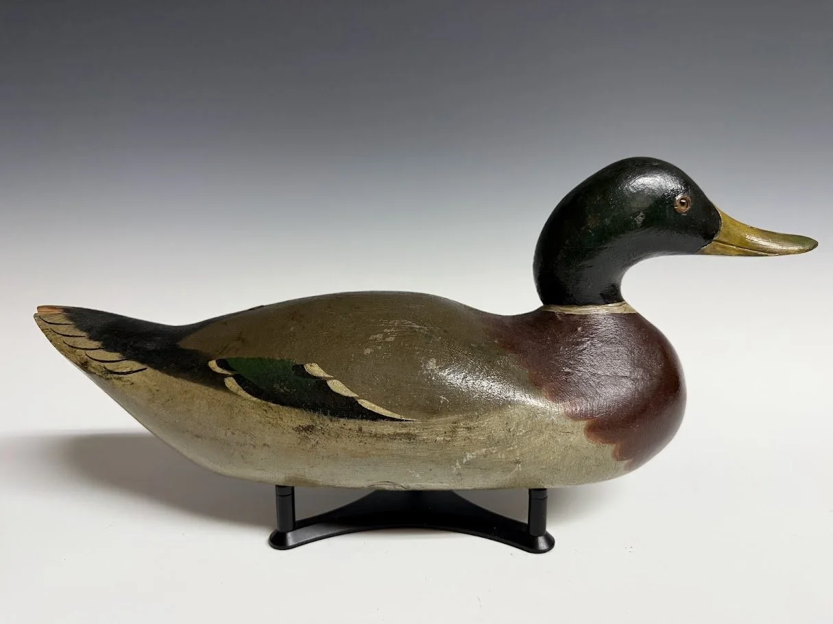 8_25_26_MasonChMallard1.jpg