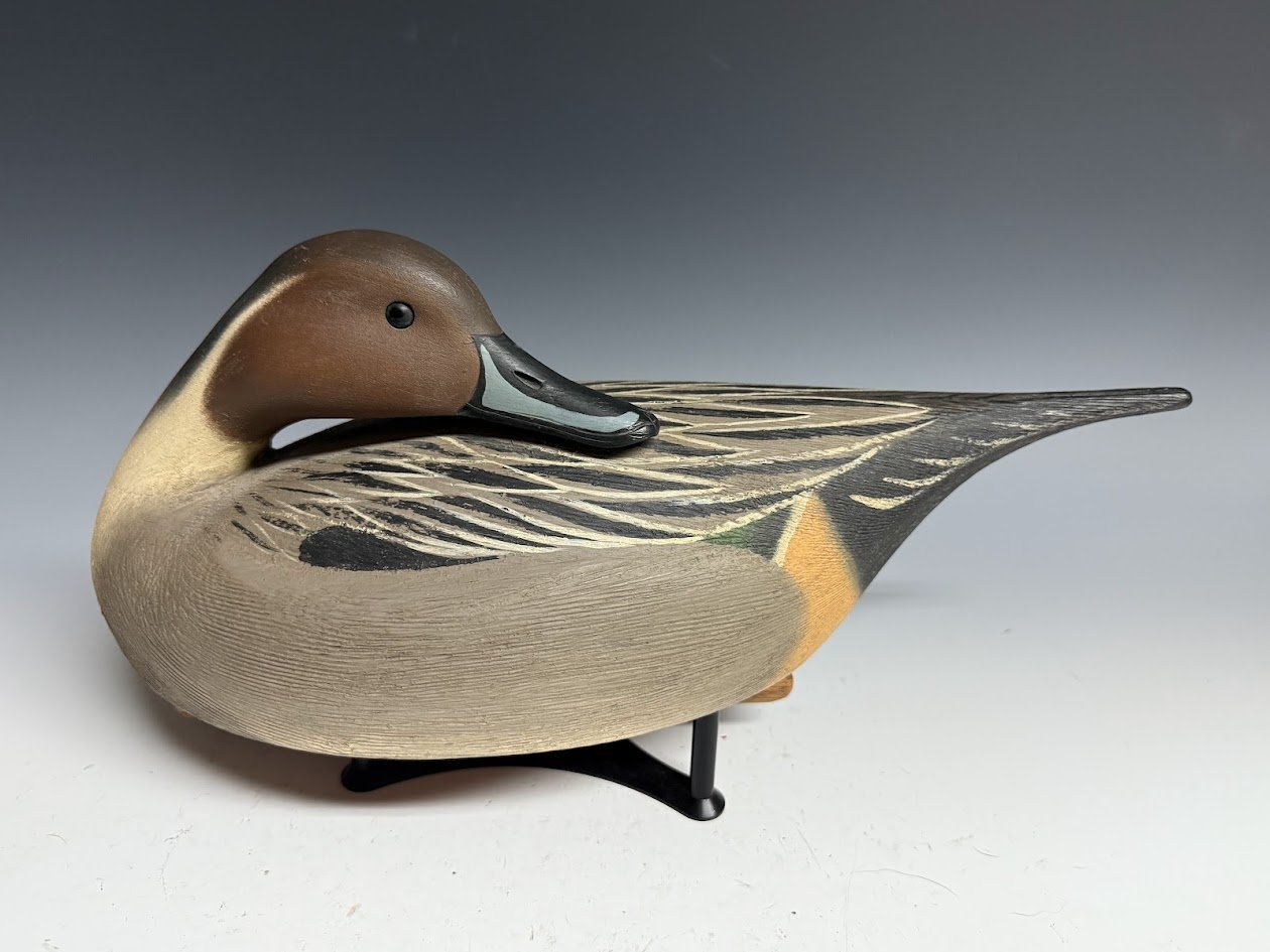 7_7_25_CapriolaPintailDrake1.jpg