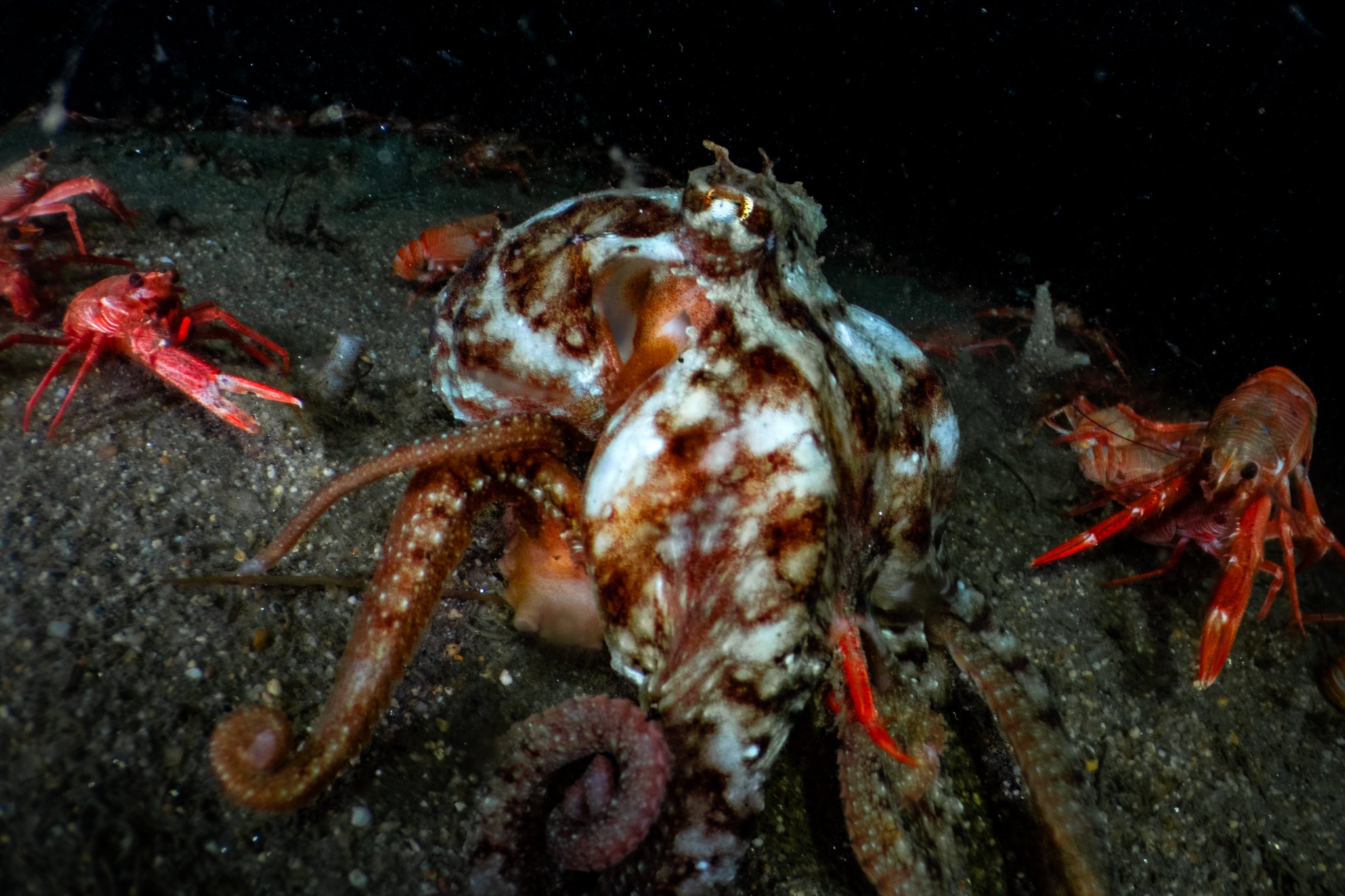 A California red octopus feasting on the swarm.
