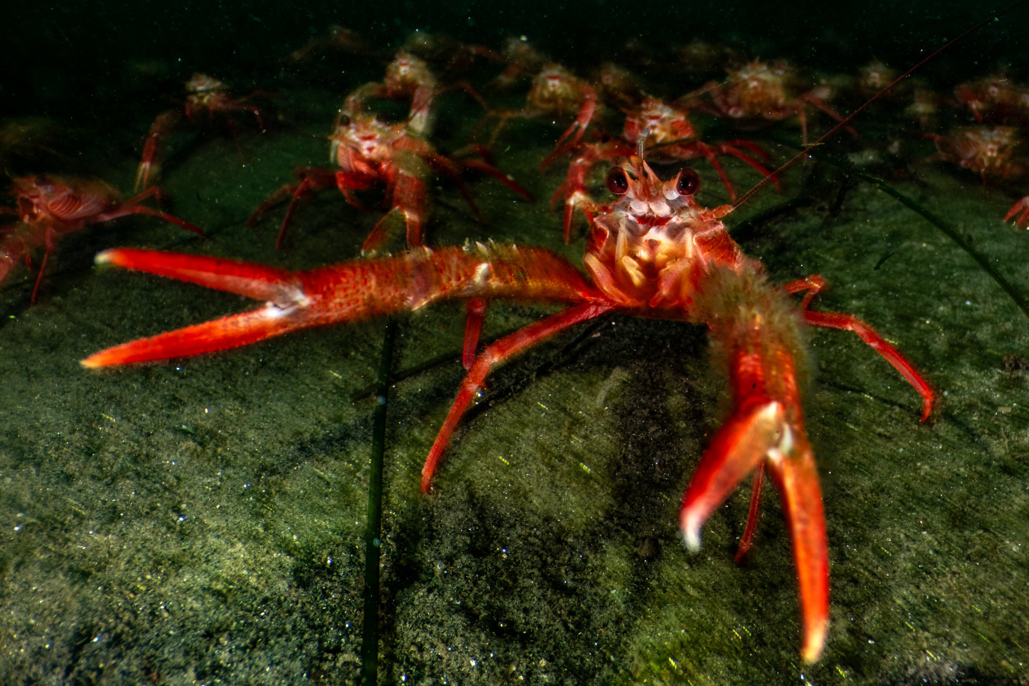 Website, tuna crab-07.jpg