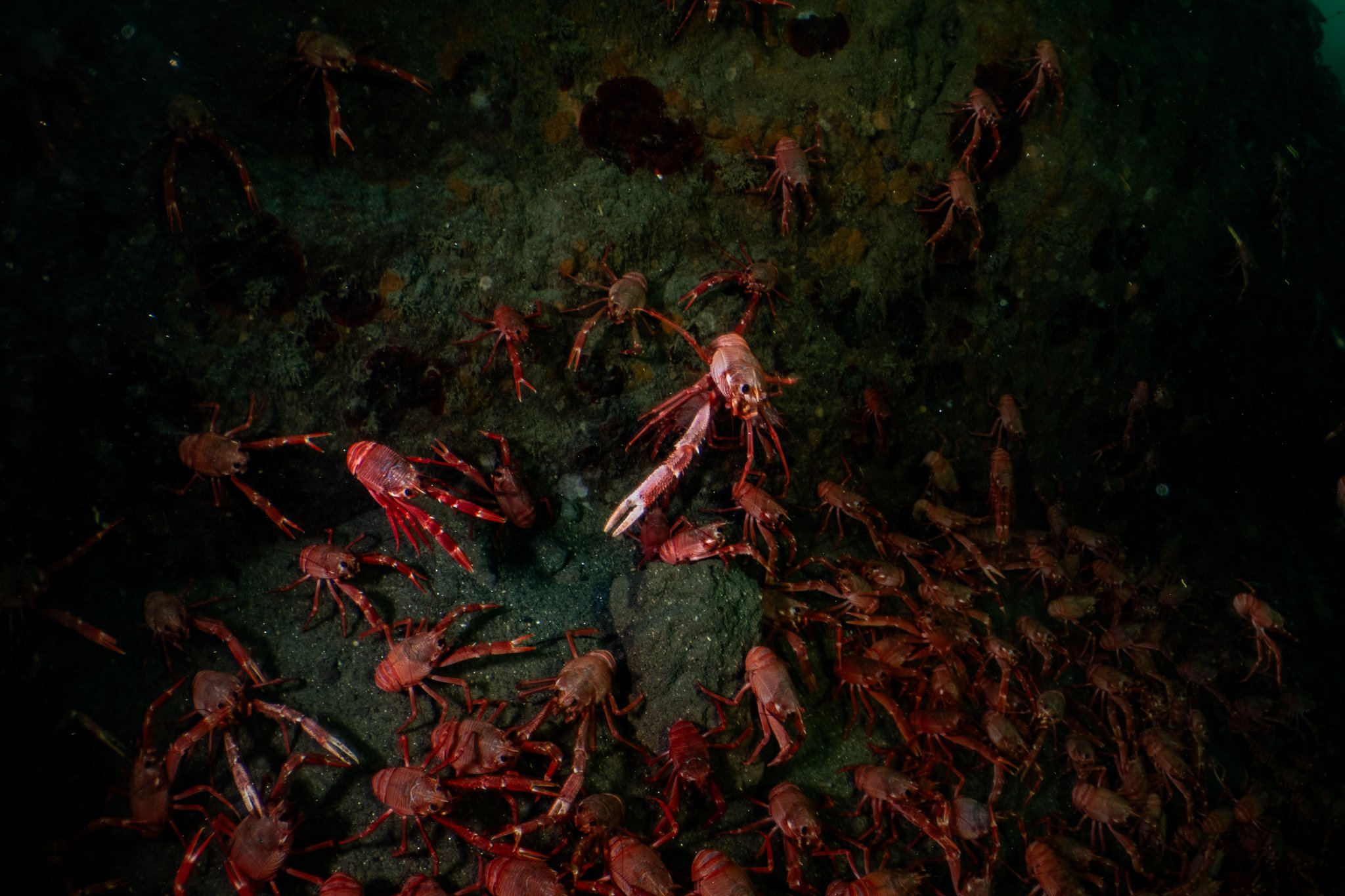 Website, tuna crab-10.jpg