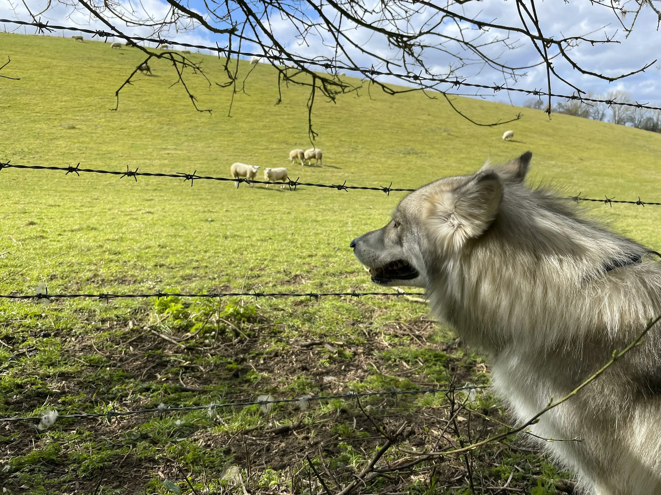 Sent Out as Sheep Among Wolves: What It Really Means to Follow Jesus