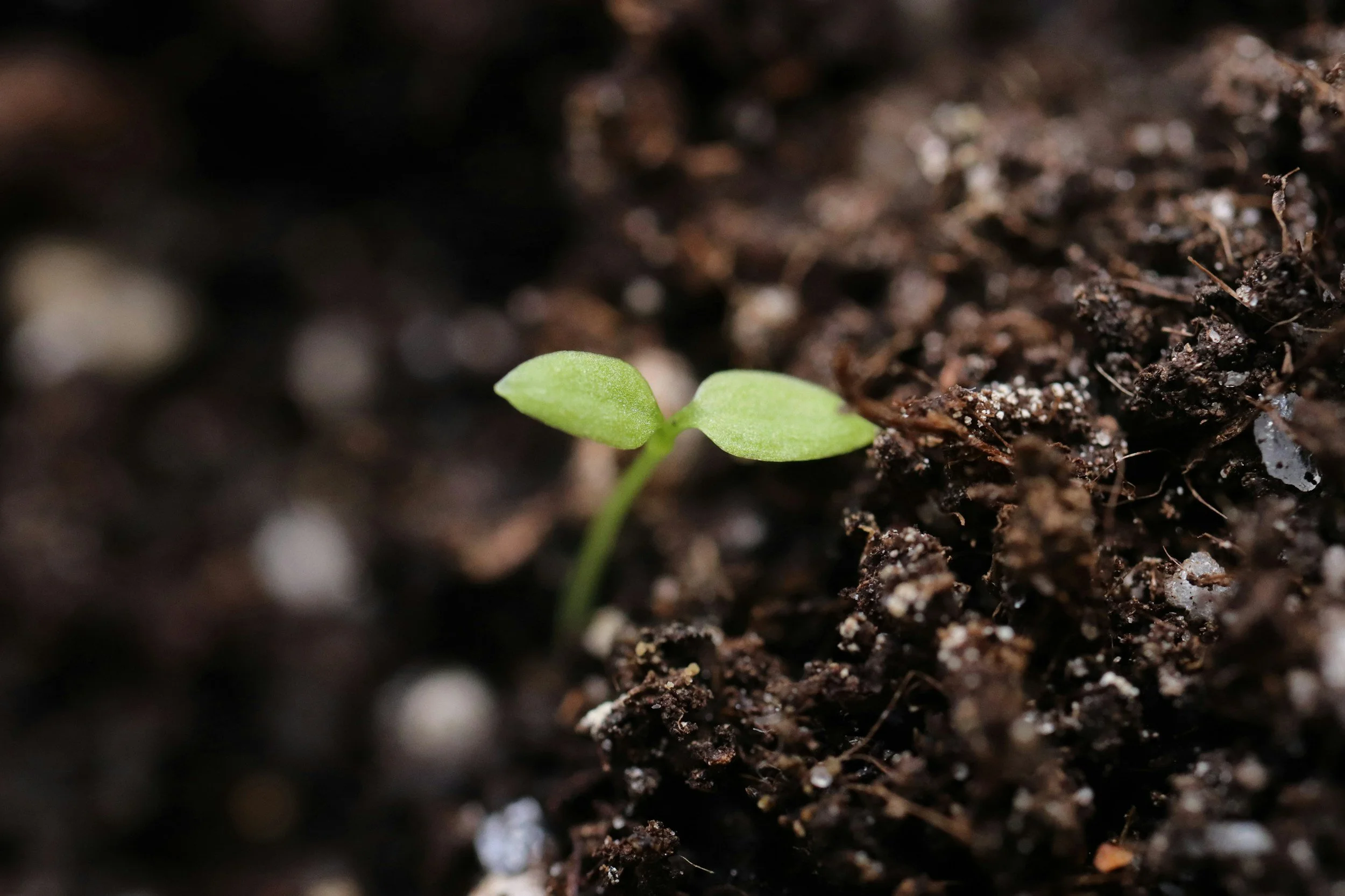 What Kind of Soil Is Your Heart? Lessons from the Parable of the Sower