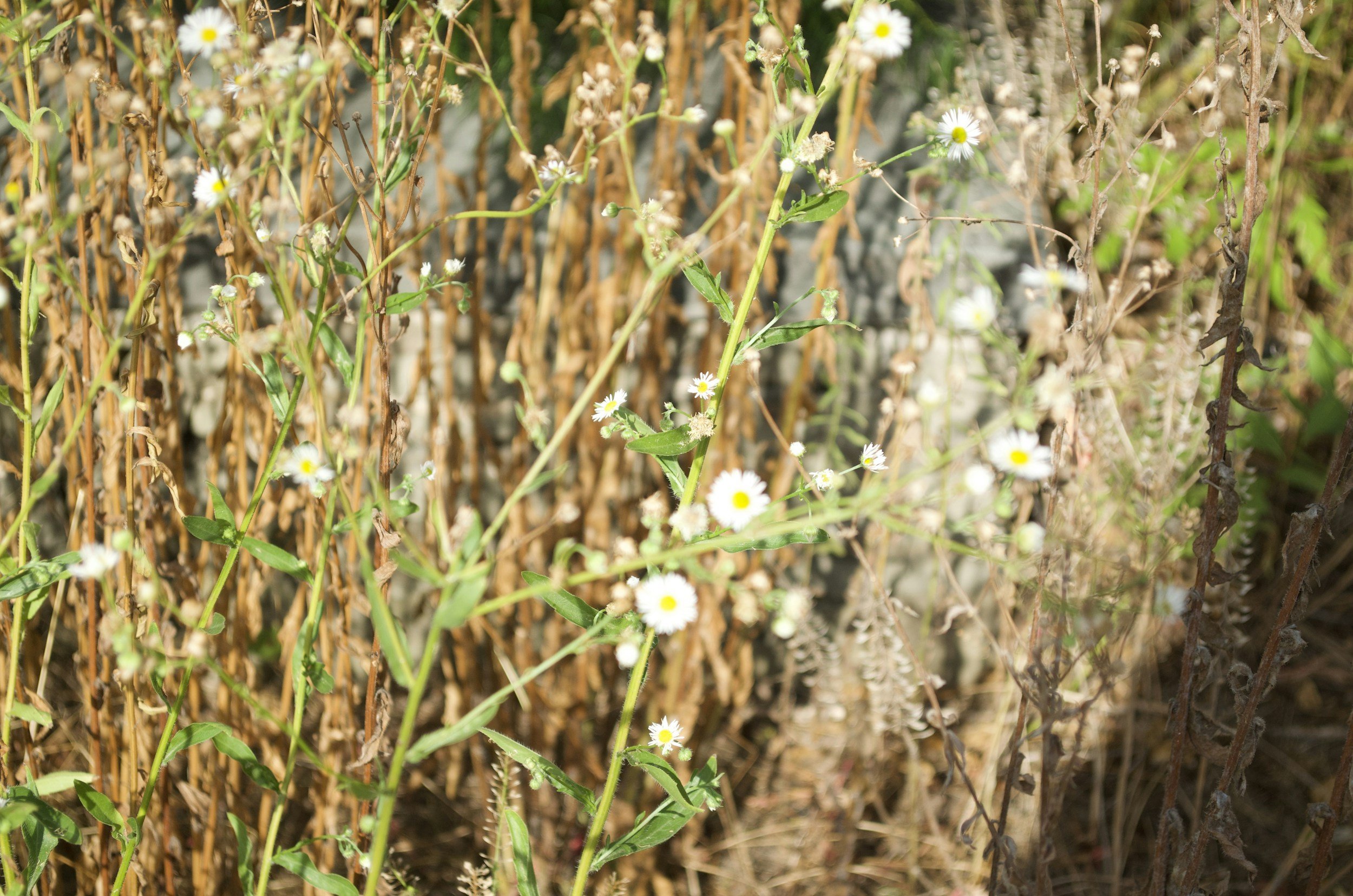 Why Weeds, God?!