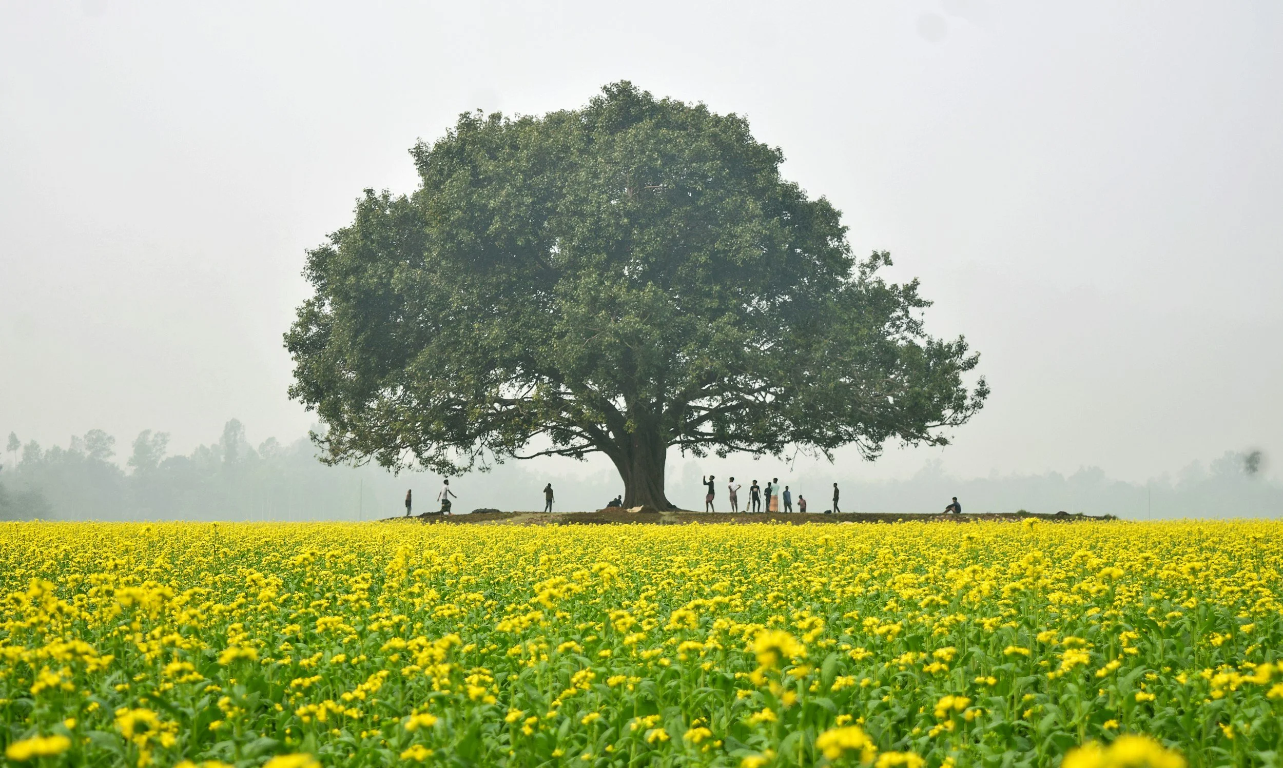 What Is the Kingdom of Heaven? Lessons from the Parables of Matthew 13