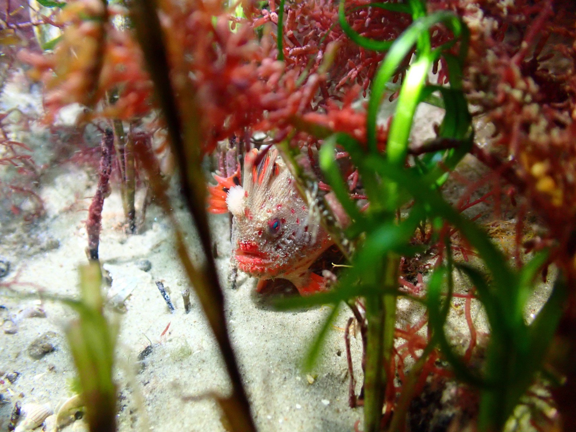 Photo Credits: NRE Tasmania