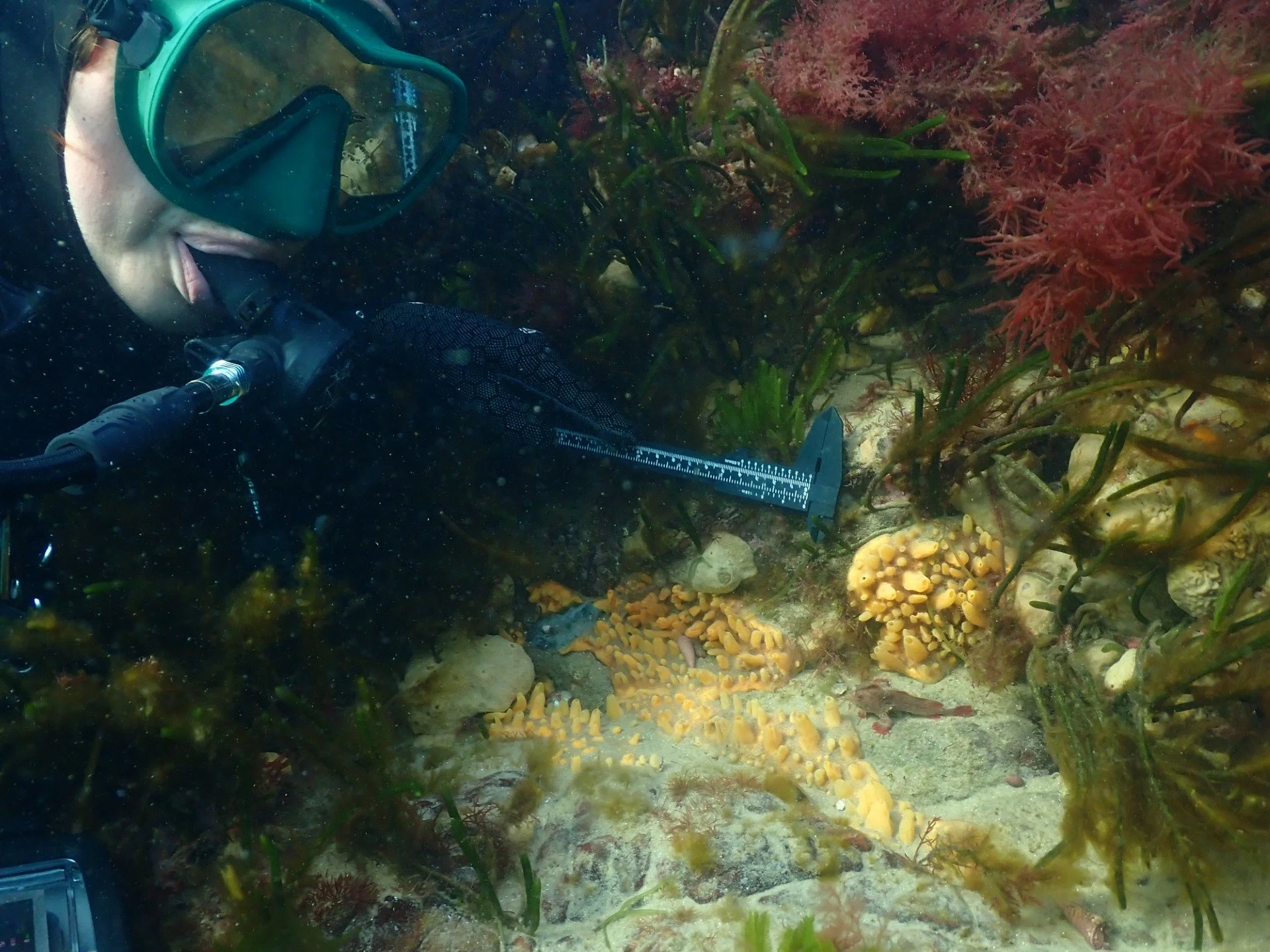 measuring handfish.jpg