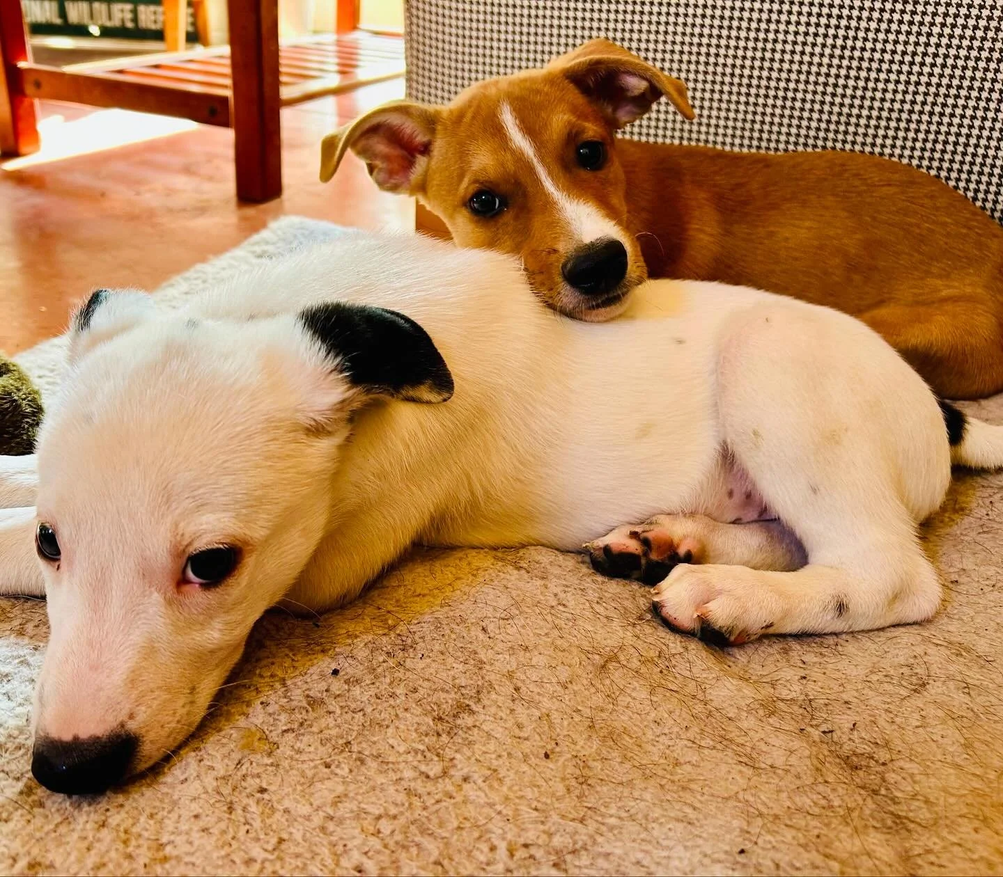 Dear patrons, we&rsquo;ve got a good friend that did a good deed, and rescued a dog in a troubling situation. She also happened to be very pregnant. 2 boys in her litter are still looking for forever homes. Let&rsquo;s help them cross the finish line