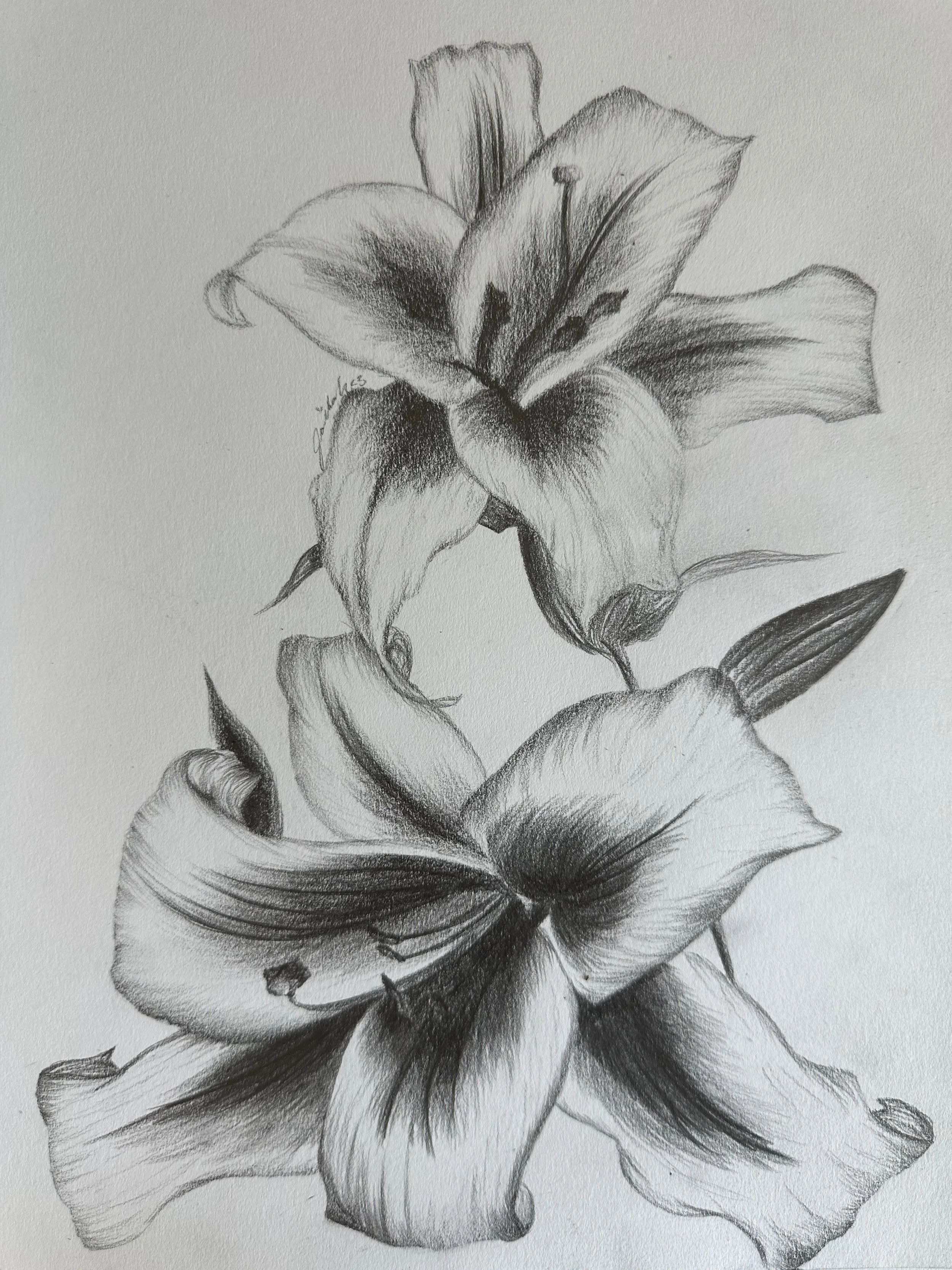 "Sweet Lilly"
Graphite 
SPR '24