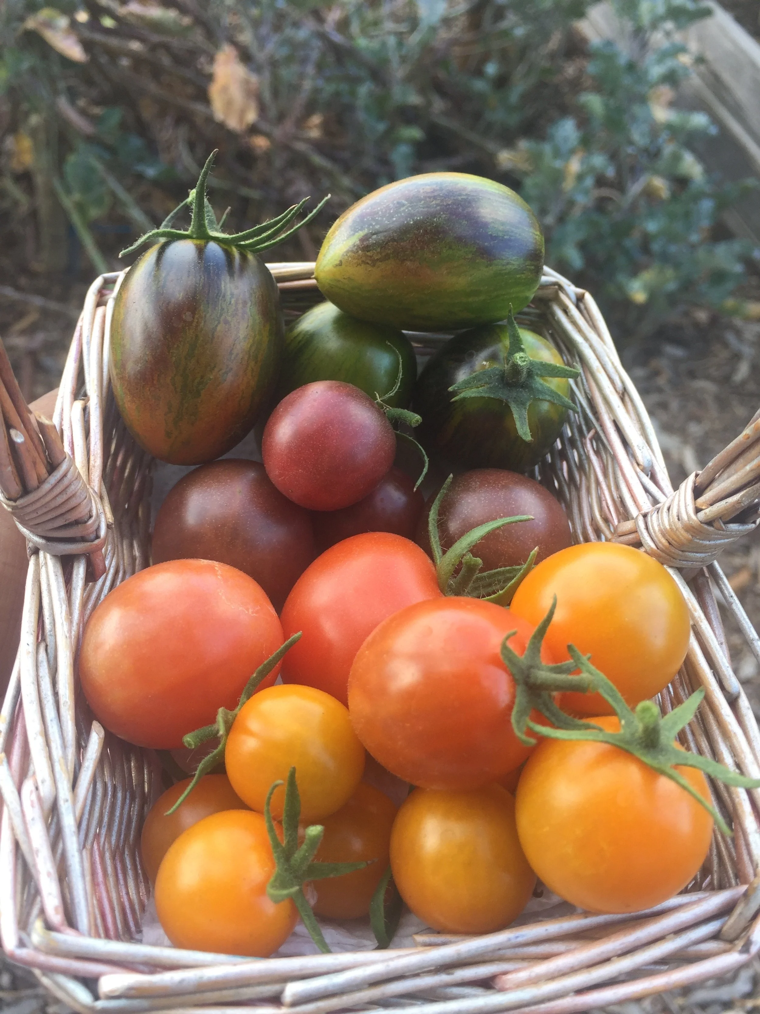 Events — Taylor Street Farm
