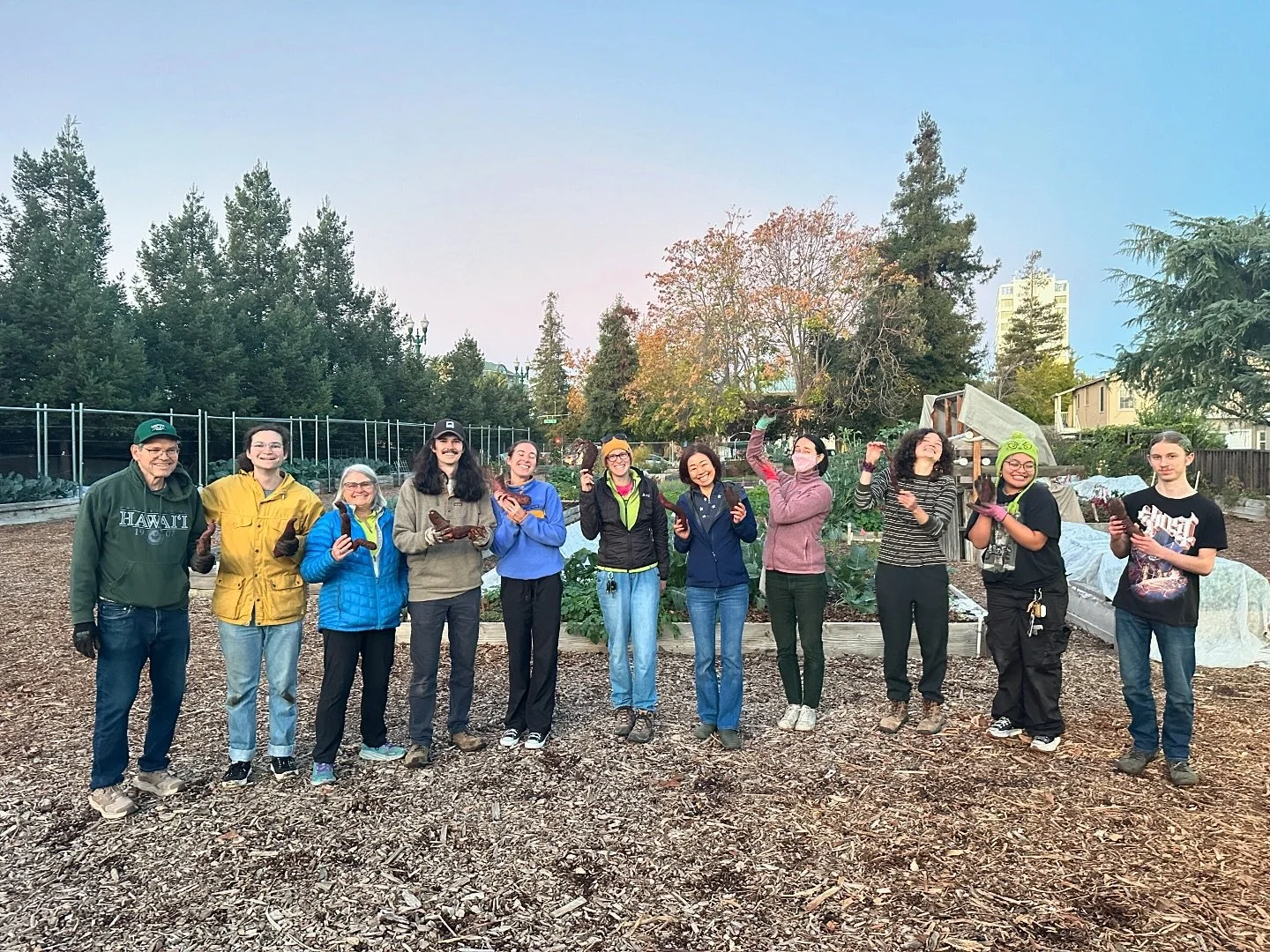 Sweet potato harvesting 🍠 all shapes and sizes 🤭 we love peaceful Wednesday evenings at the farm! 
#harvest #urbanfarm #community #thankful