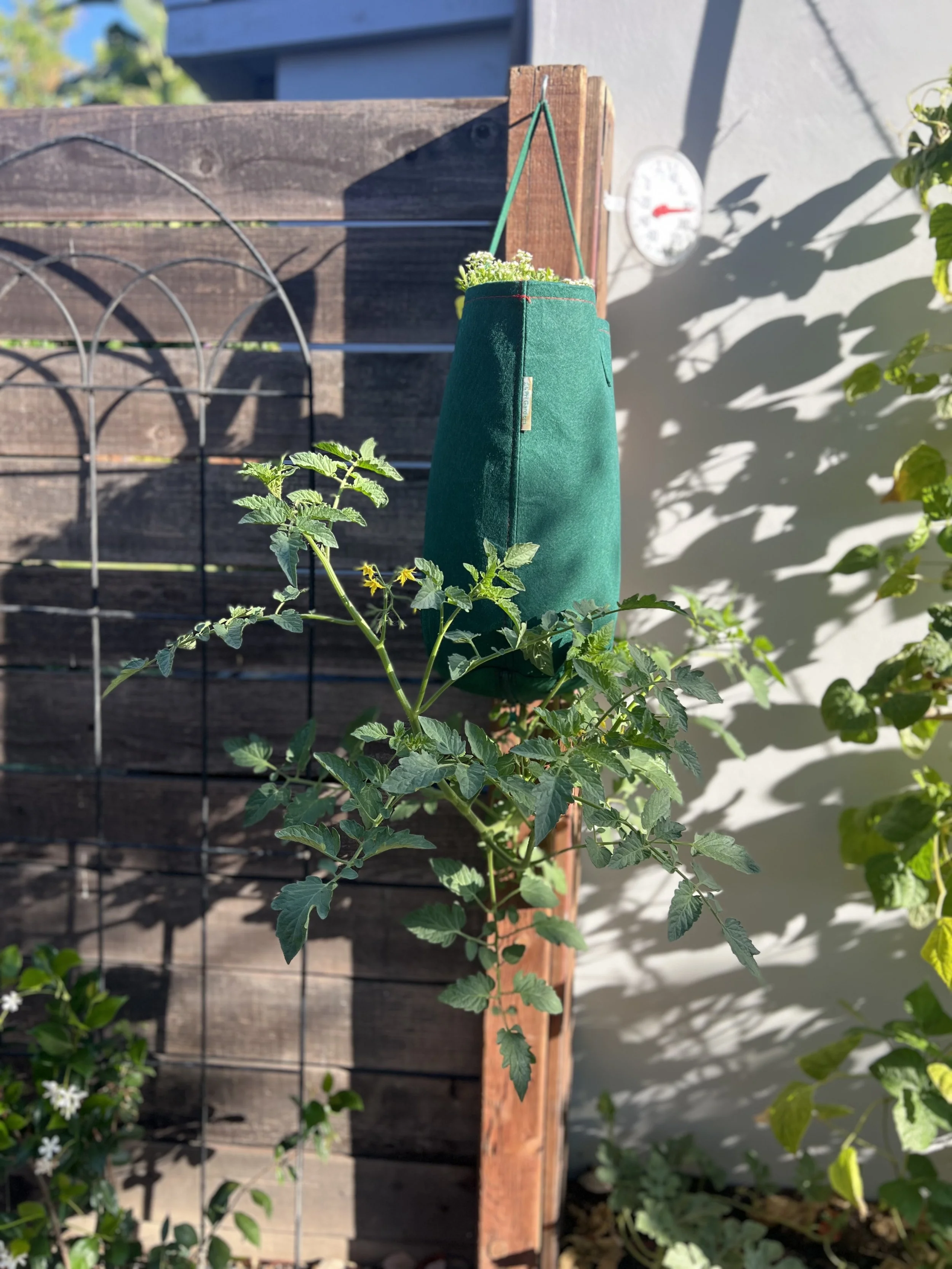 Summer Tomato Workshop