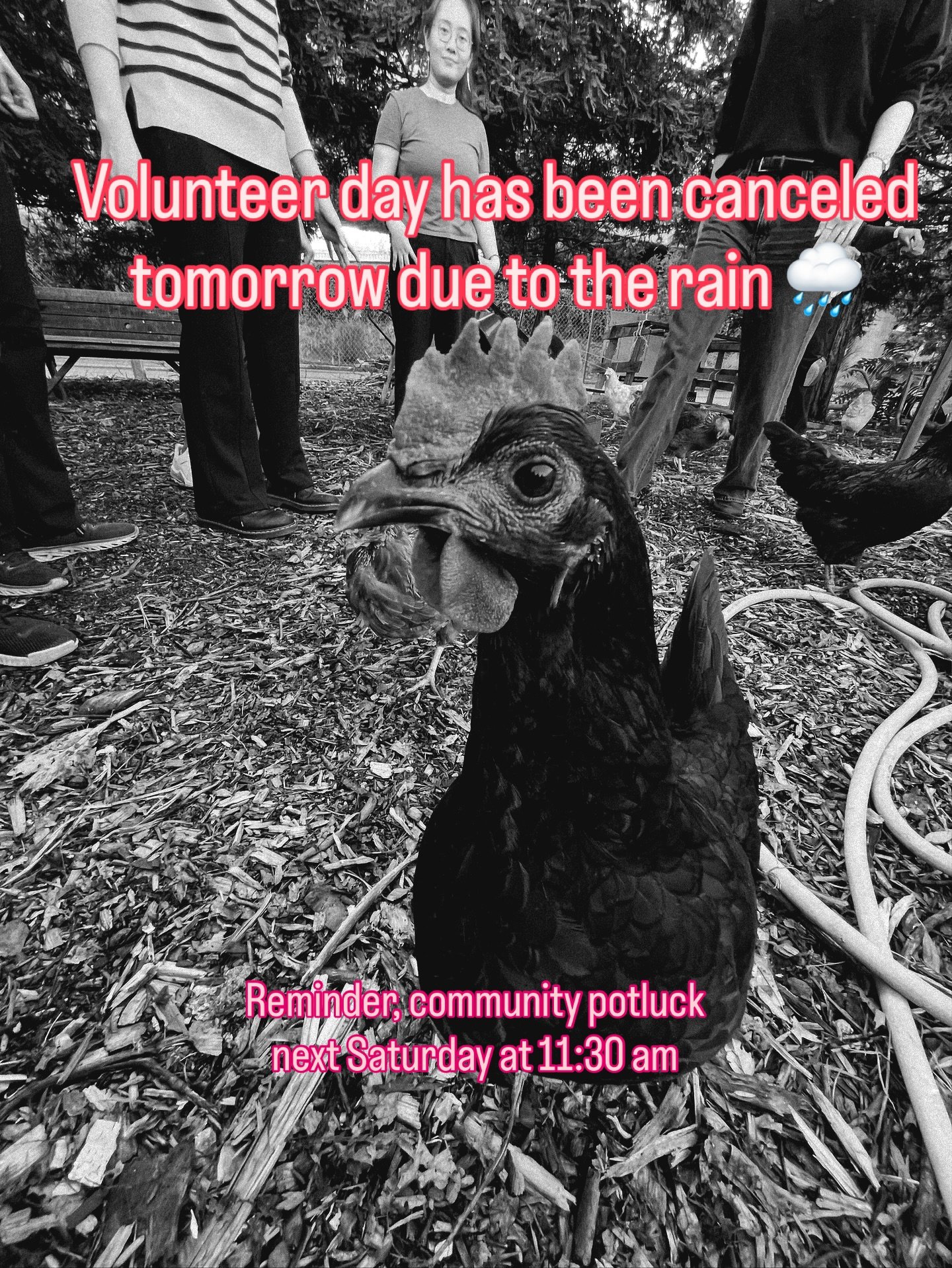 Volunteer session is canceled tomorrow due to the weather. Stay safe and dry! 

Potluck next Saturday at 11:30 am!