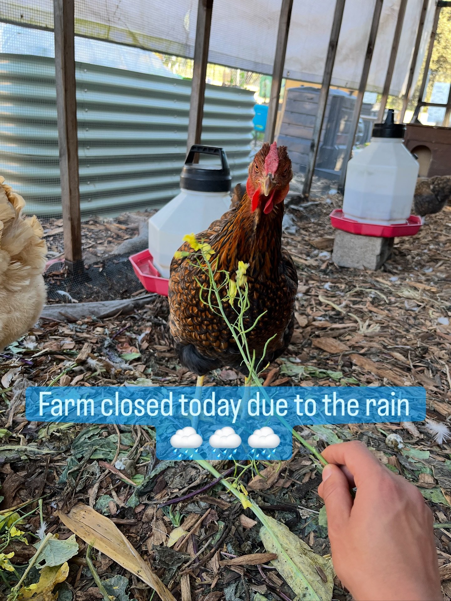 Farm closed today due to the rain 🌧️ 

See you Saturday for potluck and art sale at 11:30 am!