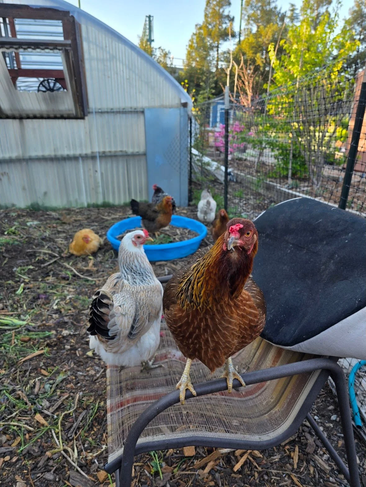 Did some say spring time? The farm is blossoming and growing with this beautiful weather ☀️🌱 it&rsquo;s time to get out there and grow together.
#springgarden #garden2tablesv #growfood #bayarea

Thanks for capturing this magic @plantful_inspiration