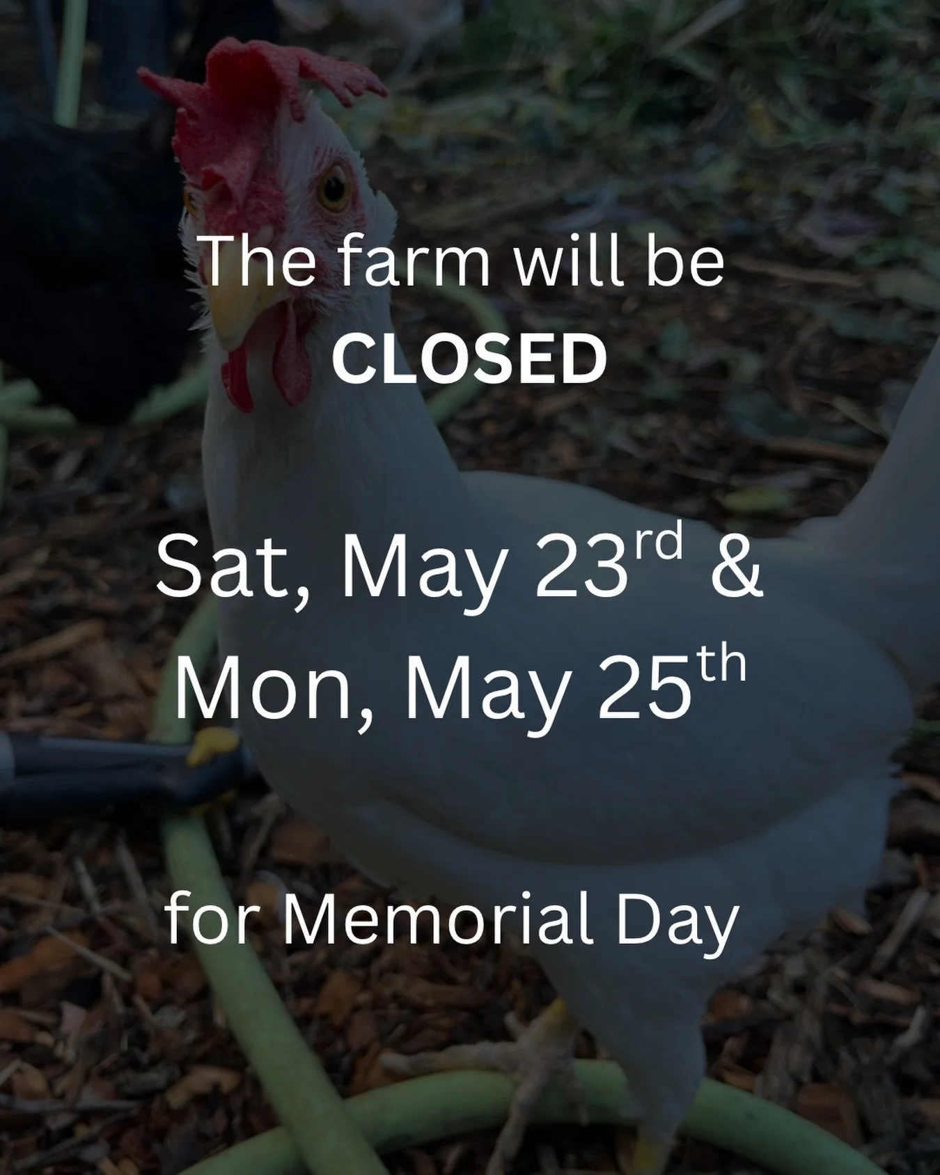 We will be close for Memorial Day. No volunteer session either day! We will resume Wednesday, May 27th!