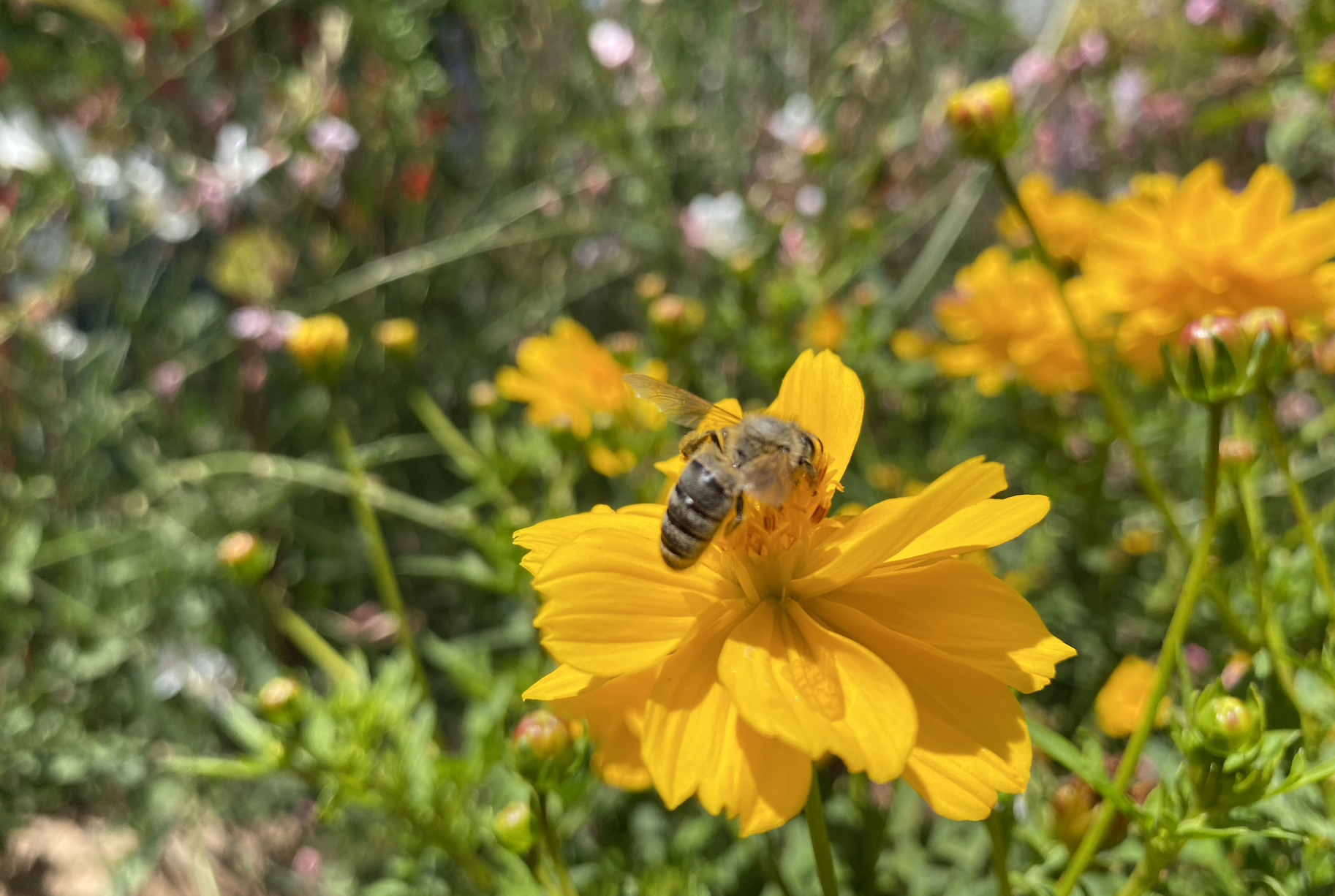 Mason Bee Workshop