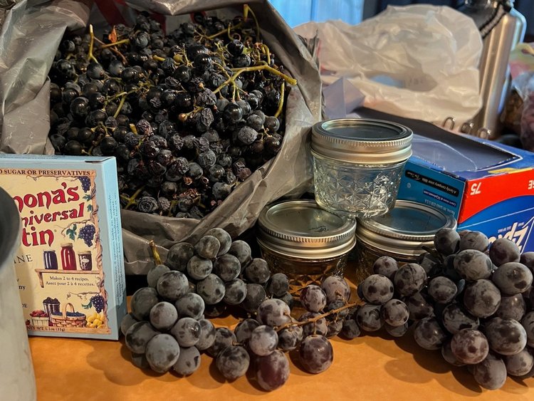 Garden To Table SV Community Urban Farm with Free and Accessible