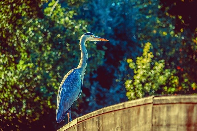Memory of a Blue Heron