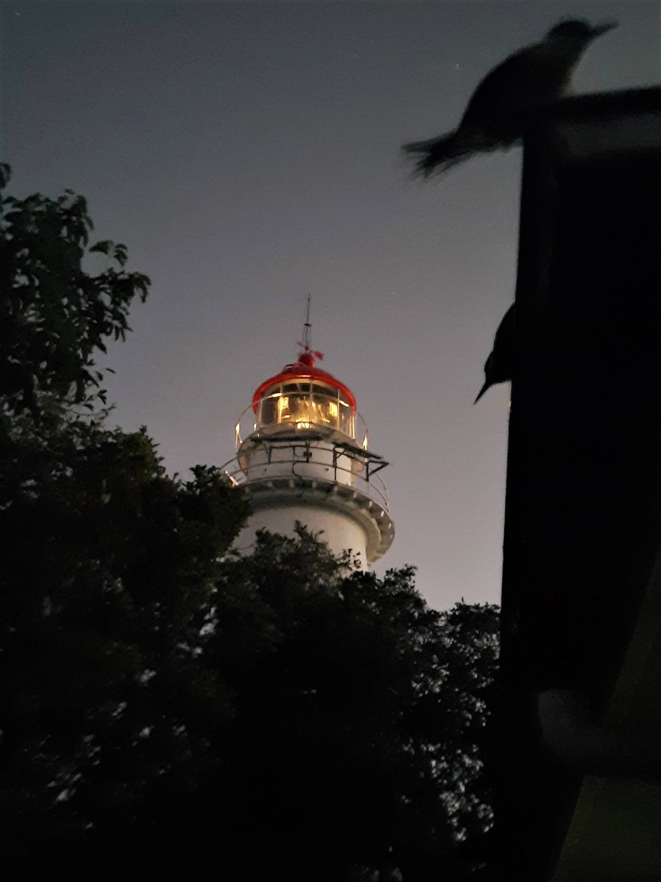 lighthouse at night with terns.jpeg