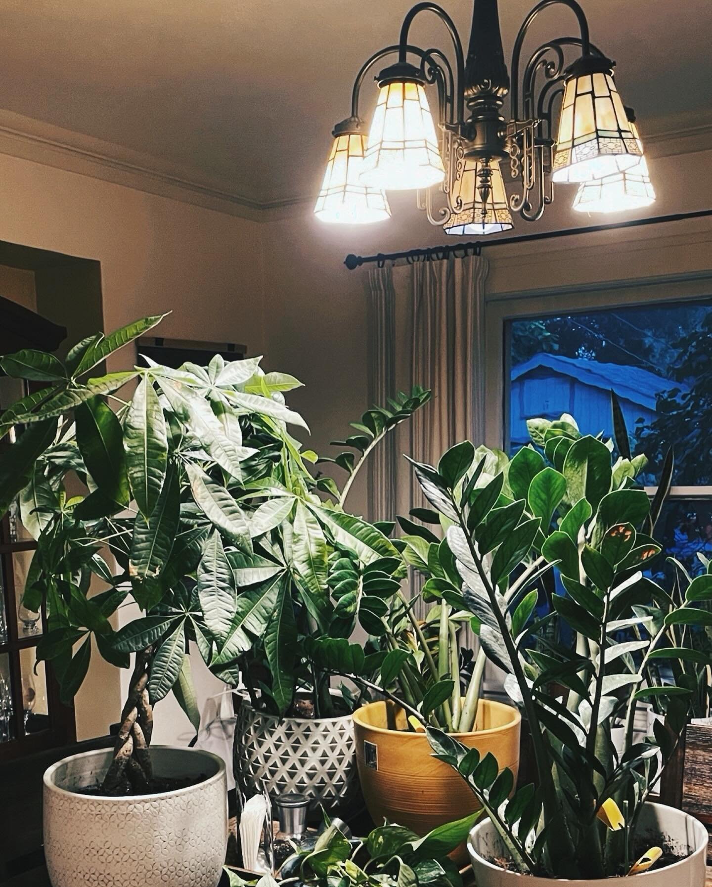 For the last few weeks we&rsquo;ve been battling a stupid fungus gnat infestation in our houseplants. 🪴 MY POOR, PRECIOUS GREEN BABIES!!!

Despite all the time spent on r/houseplants, and all the scorched earth tactics we&rsquo;ve employed, the gnat