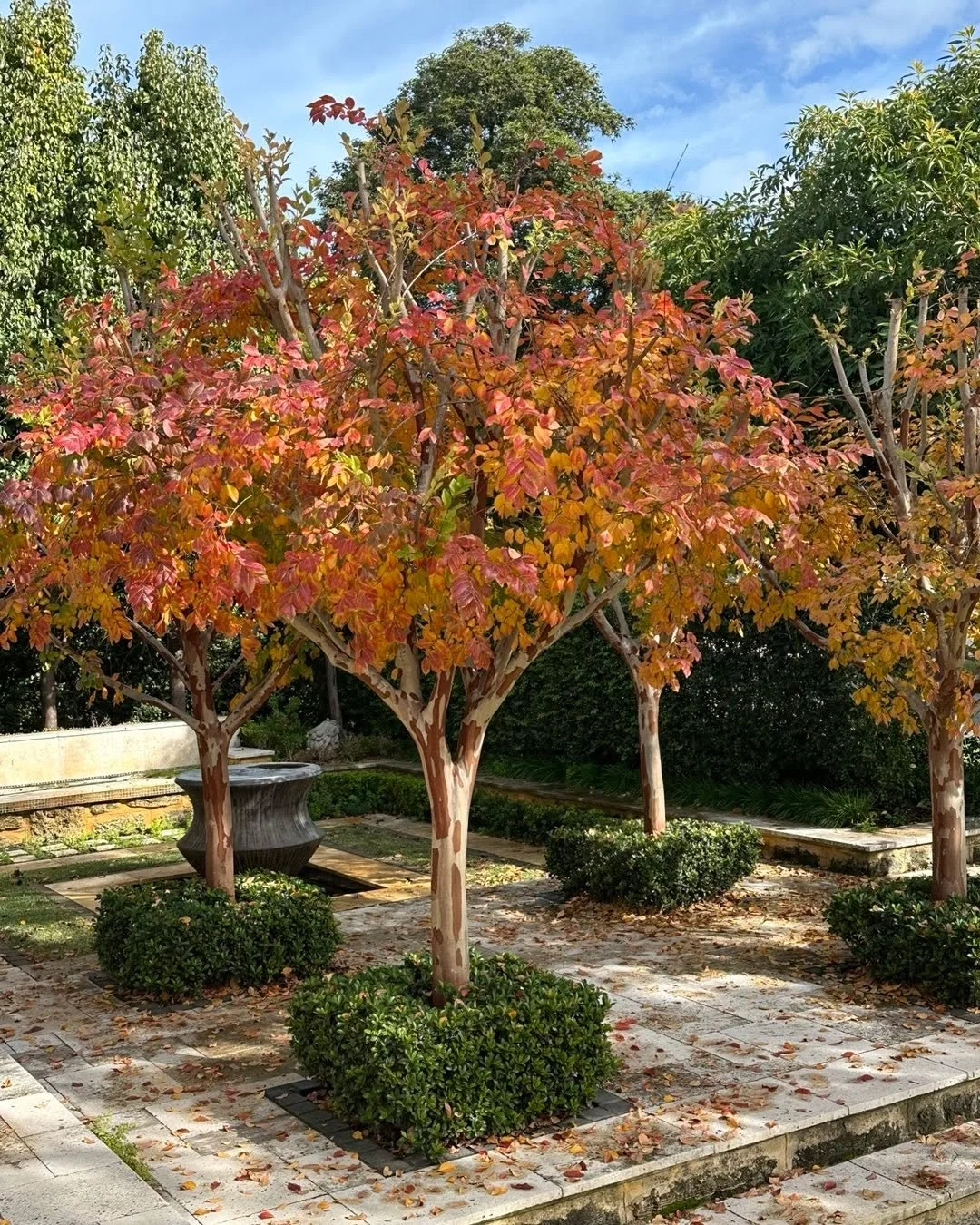 I love the change of seasons. Crepe Myrtle remains a firm favourite of mine. Flowers all summer, beautiful autumn foliage and their form is beautiful with their mottled bark in Winter