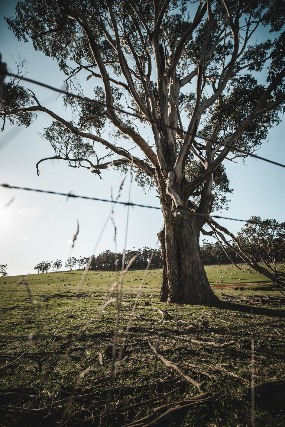 Bruny photos (Web) (3 of 118).jpg