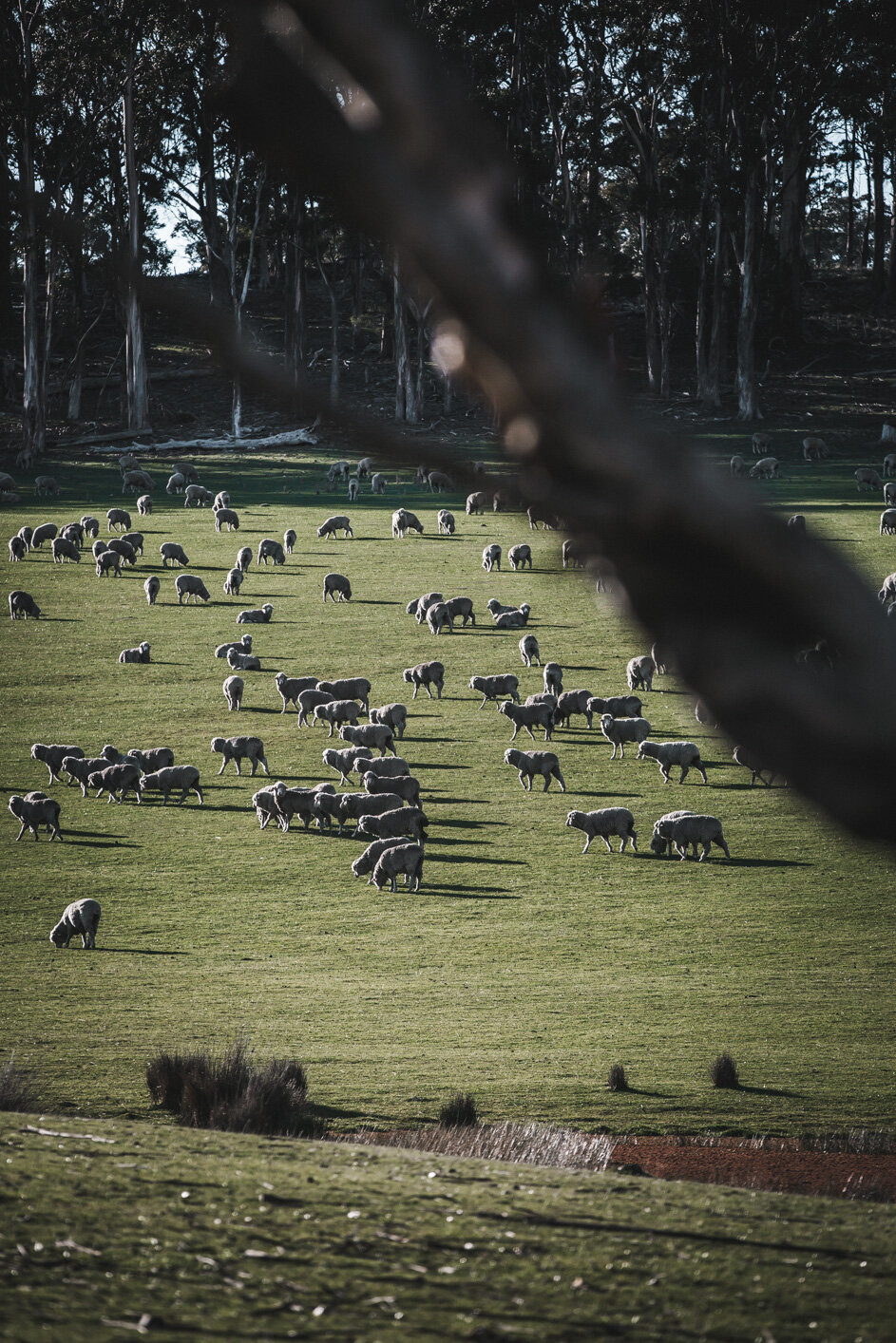 Bruny photos (Web) (4 of 118).jpg